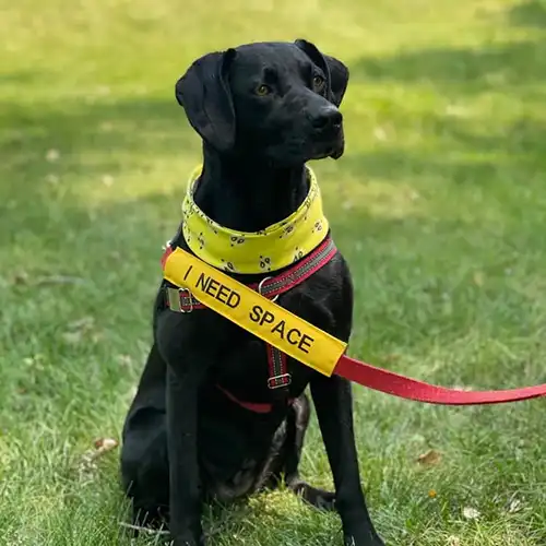 Yellow Ribbon Dog Campaign