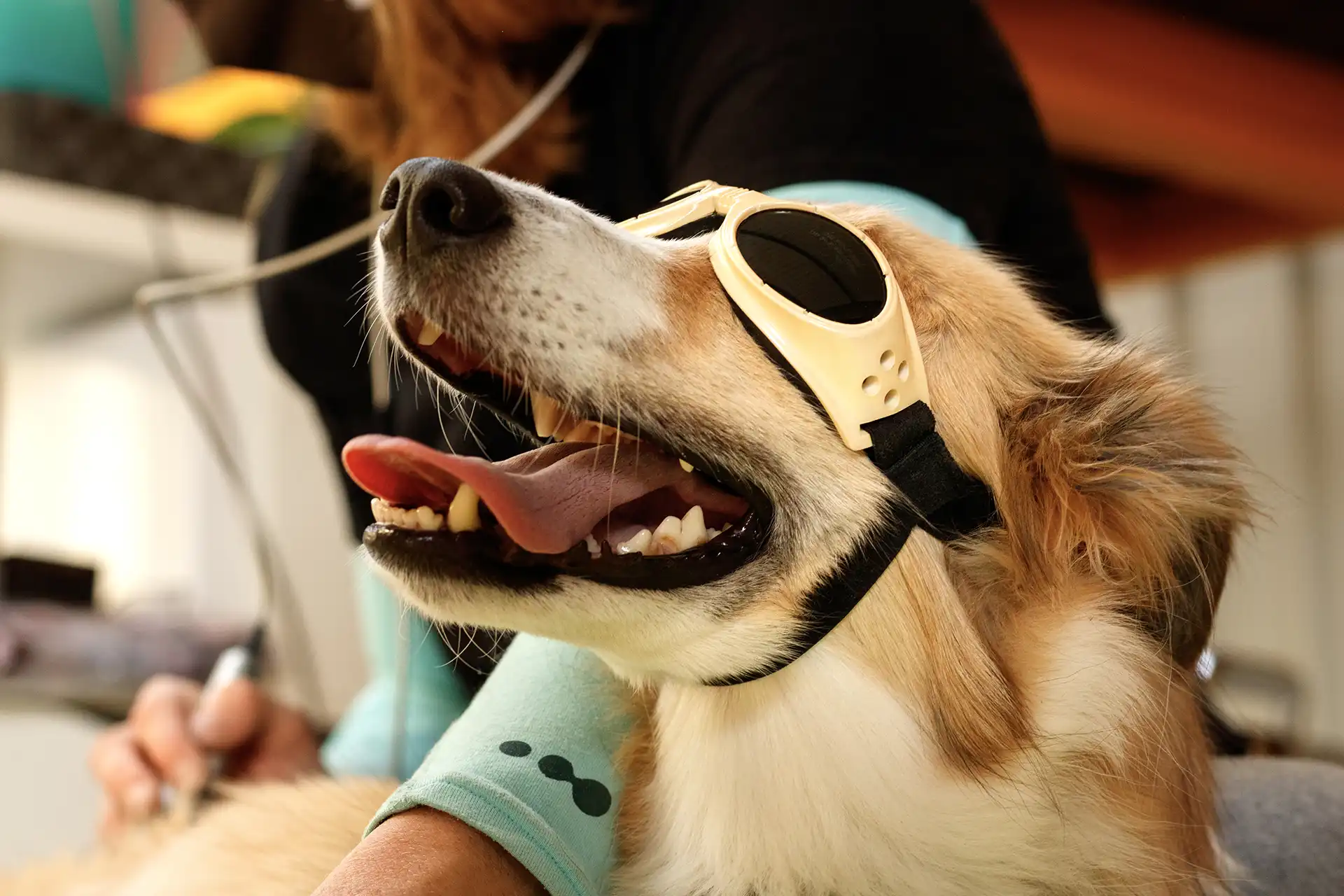 Dog wearing laser therapy goggles.
