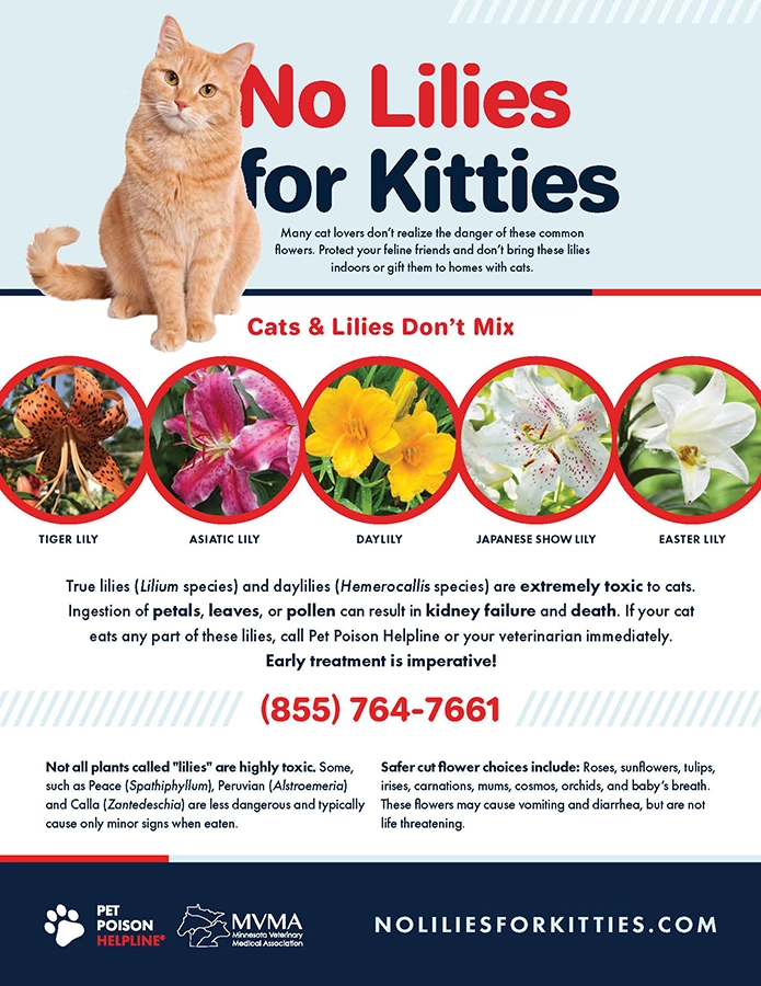 No Lillies for Kitties