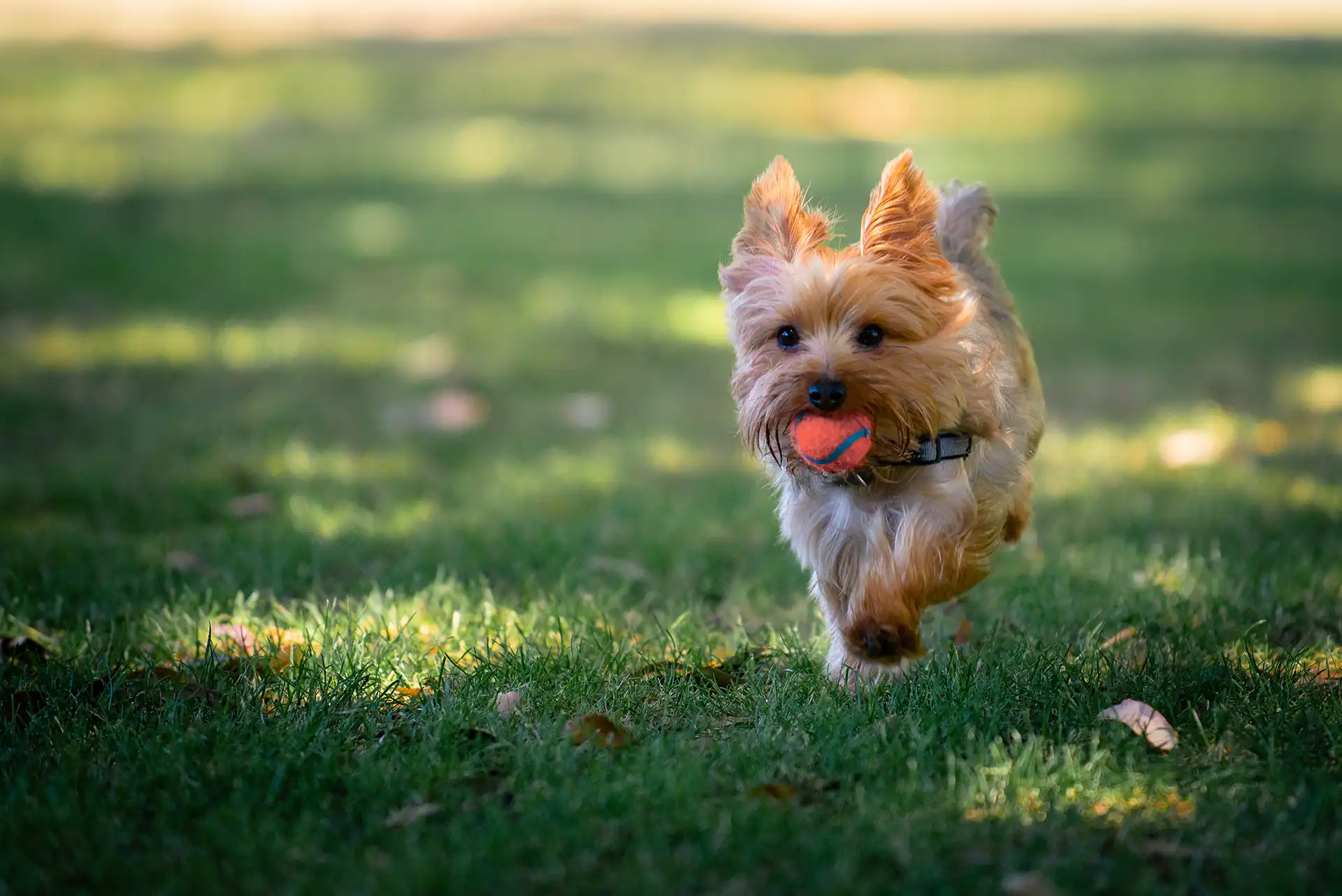 Small fluffy dog running across grass.