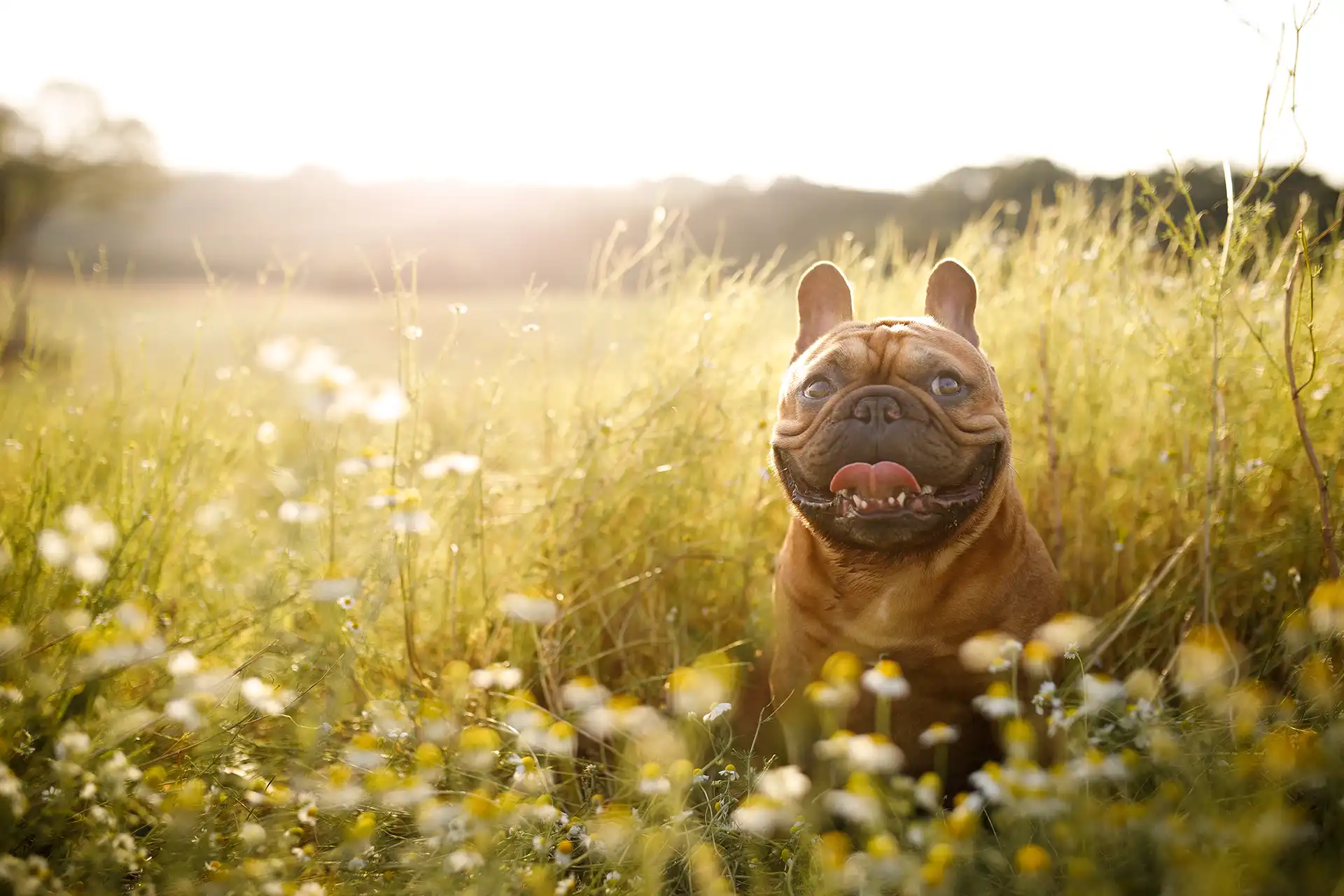 Smiling pug dog sitting in a field of grass.