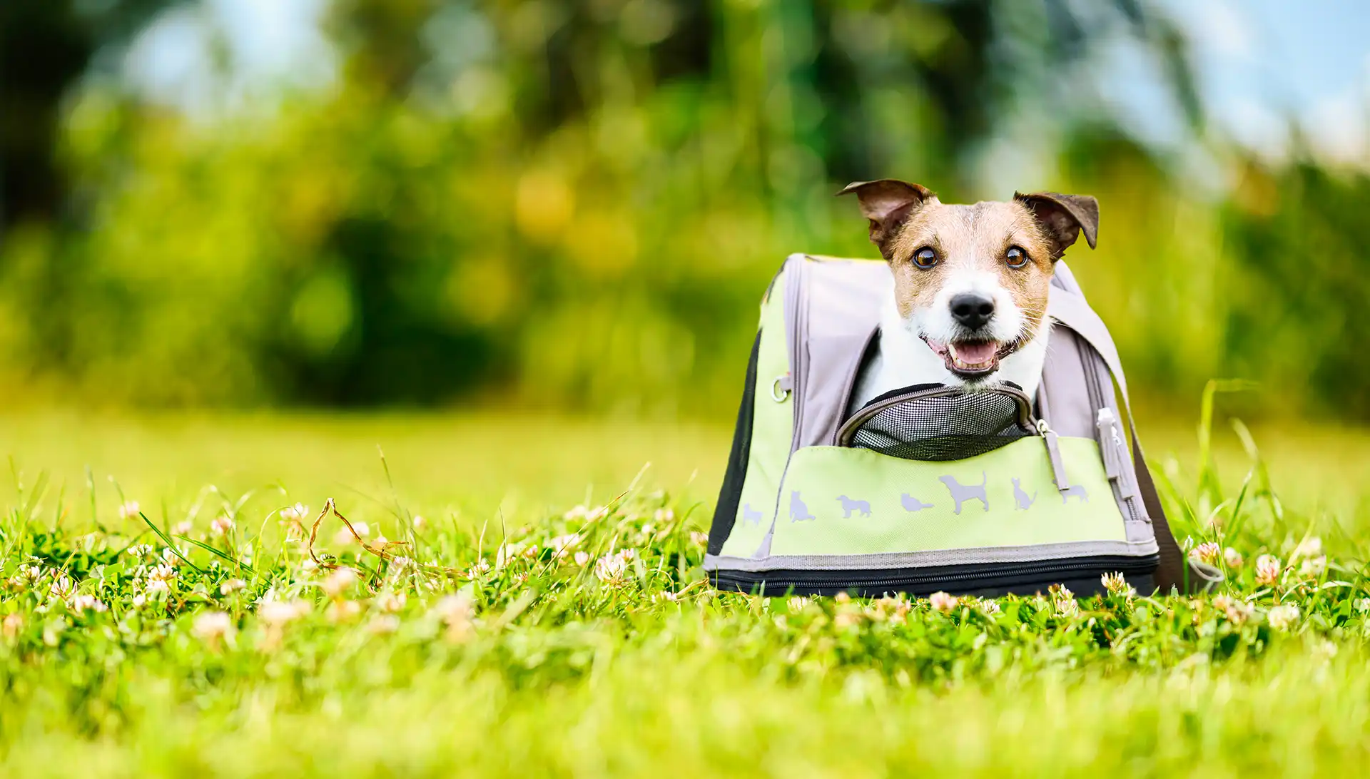 Jack Russell dog sitting in a dog carrier outside in the grass.