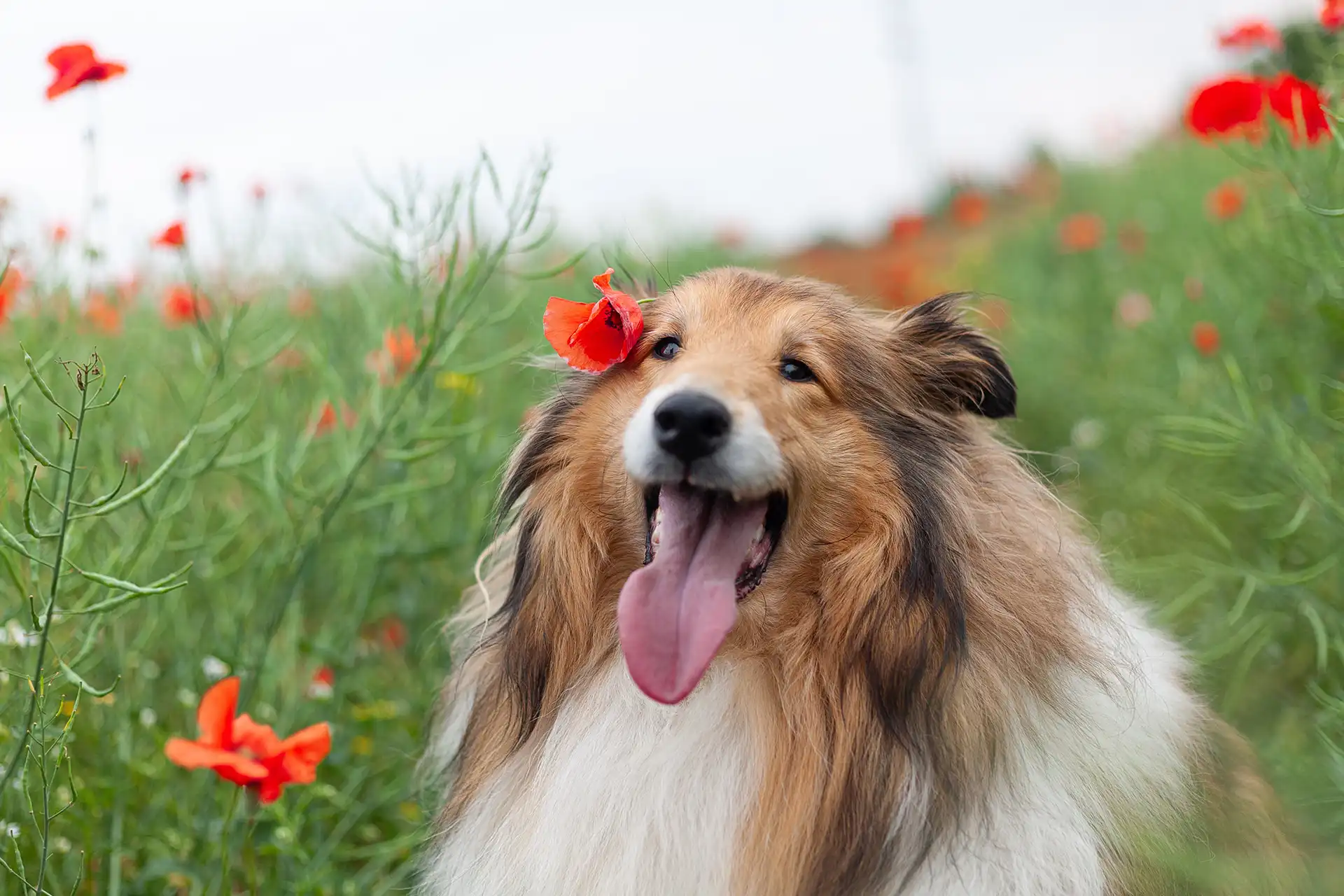 Collie dog in field of red flowers.