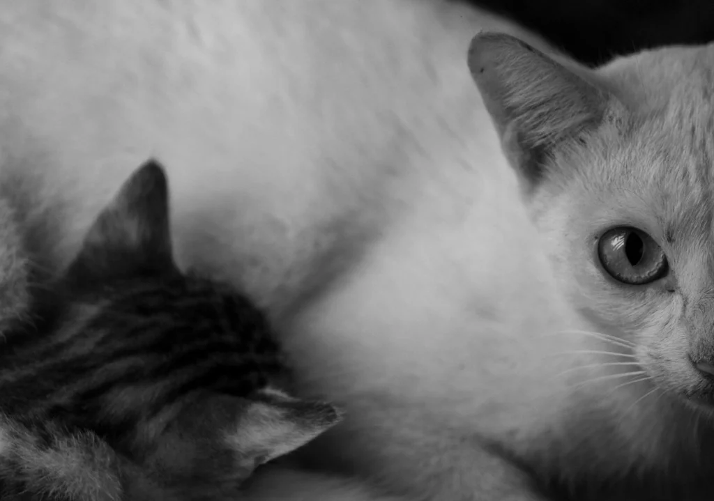 A black and white photo of a white cat and a tabby kitten curled up together.