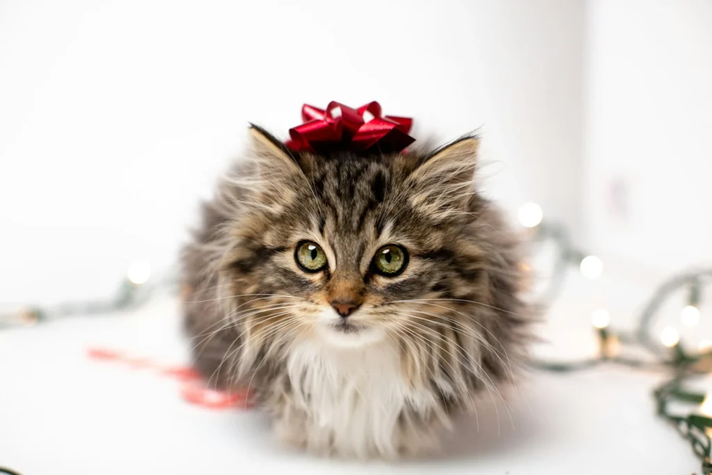 A kitten wears a red bow on its head. It is sitting in front of some blurry Christmas lights on a white surface.