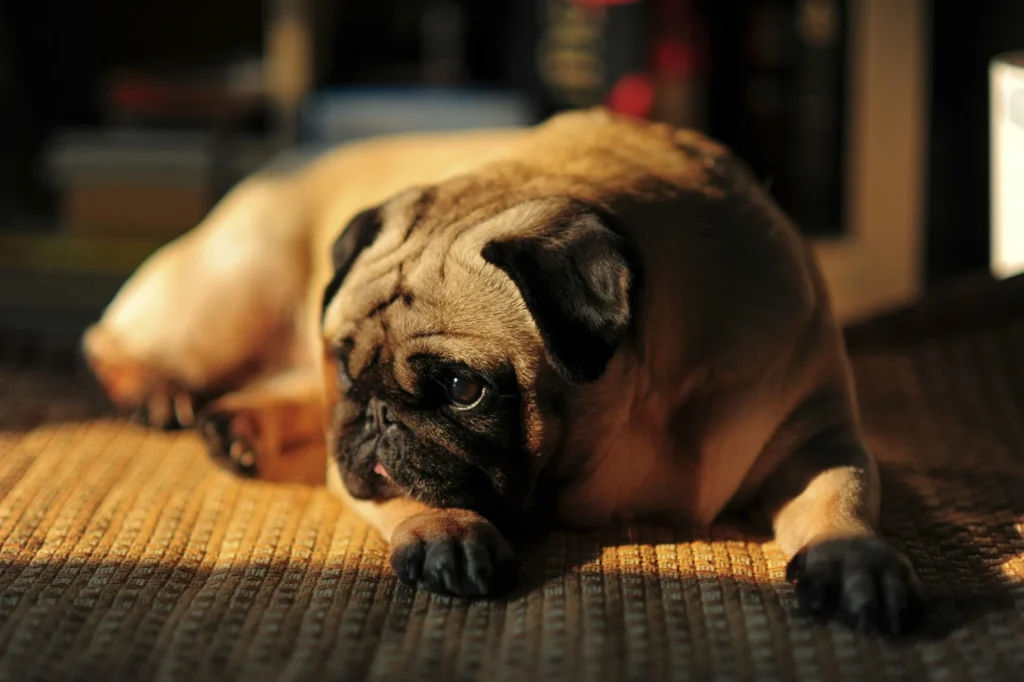 A tan pug dog with a dark muzzle lies on a textured rug in a beam of sunlight.